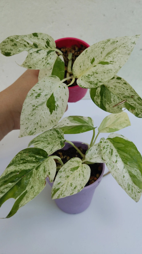 فقط گلدان یاسی موجود است